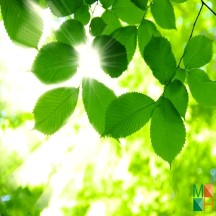 Tranh dán tường cho phòng khách đẹp tại Hà Nội NA - 076